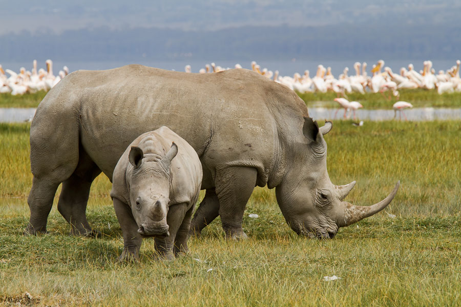  Rhinos at Lake Nakuru   Kenya